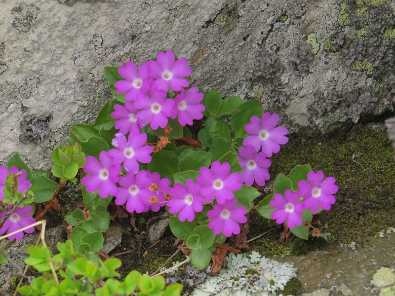 (8) Entire-leaved Primrose.JPG